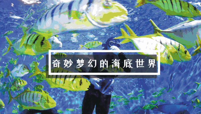 官宣了！东部新城海洋世界正式落地腾辉·华东文博城，开启华丽新篇章！